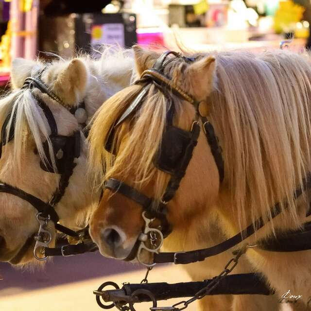 Pony rides in the city centre