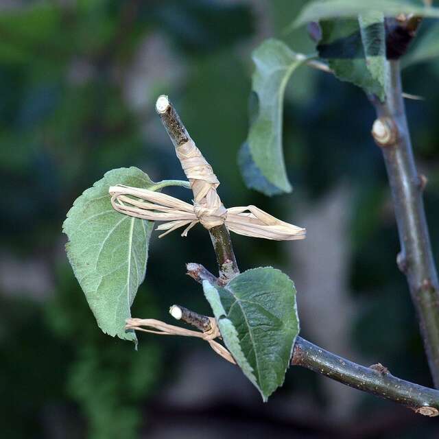 Stage "greffage de printemps et bouturage des arbres fruitiers"
