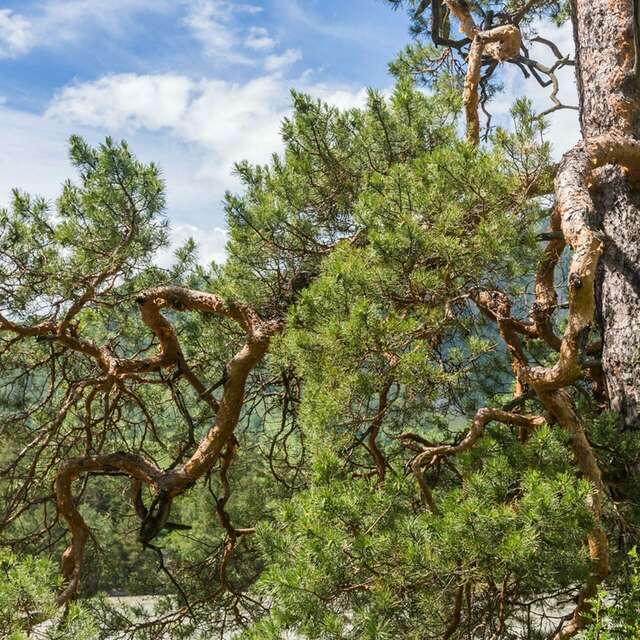 Partez à la découverte du pin de Salzmann