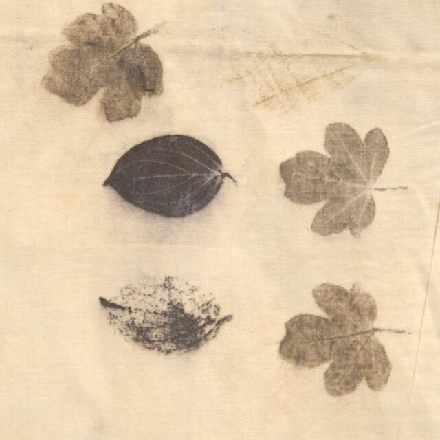 Stage "Plantes tincoriales, l'éco-print et la magie des tanins" nouveauté 2025