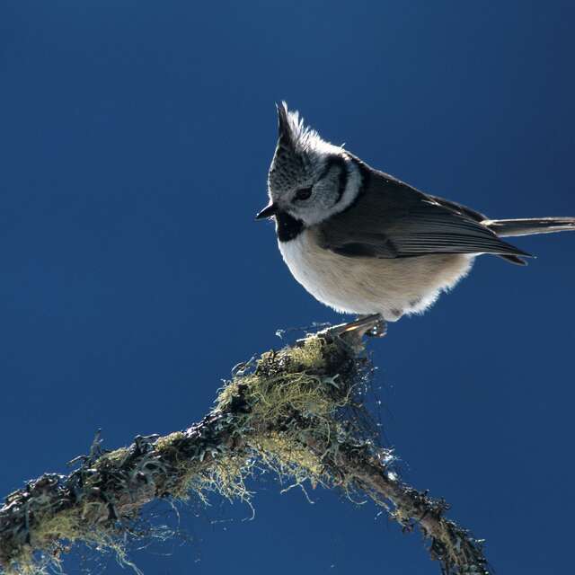 Récital d'oiseaux : La ballade de la Réserve