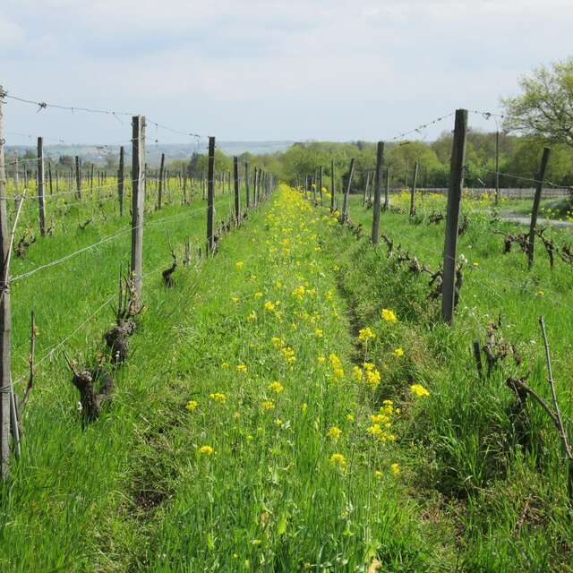 Les Vignes selon Val