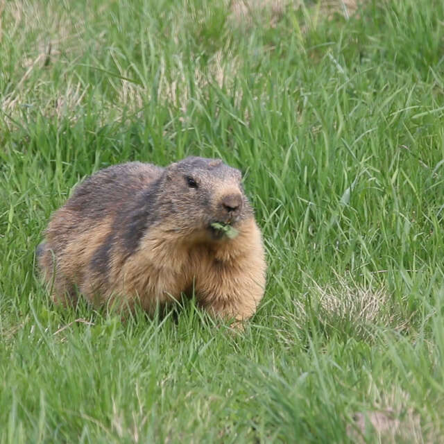Groundhogs colony