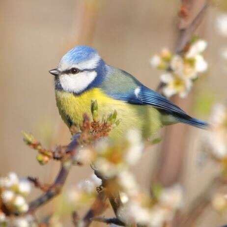 Les chants des oiseaux