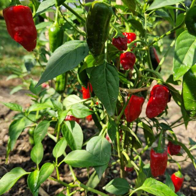 Ferme de la forêt - Piments de Bresse