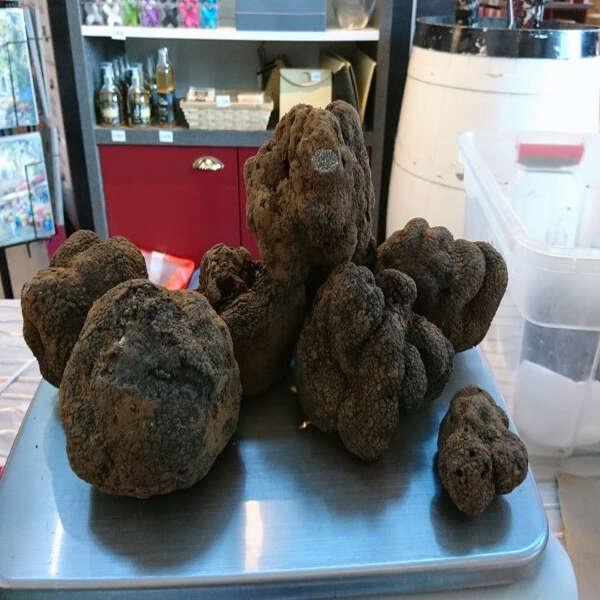 Vente au détail de Truffe Noire
