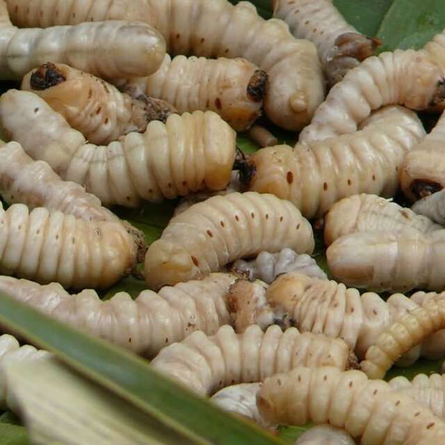 Grand Marché du Ver de Bancoule