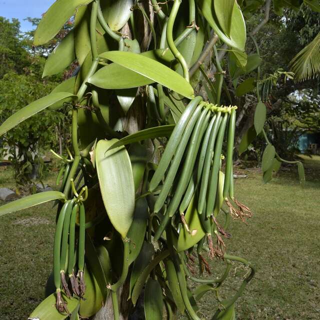 Kaloi Cawidrone