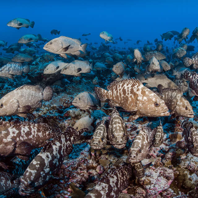 Réserve De Biosphère De Fakarava