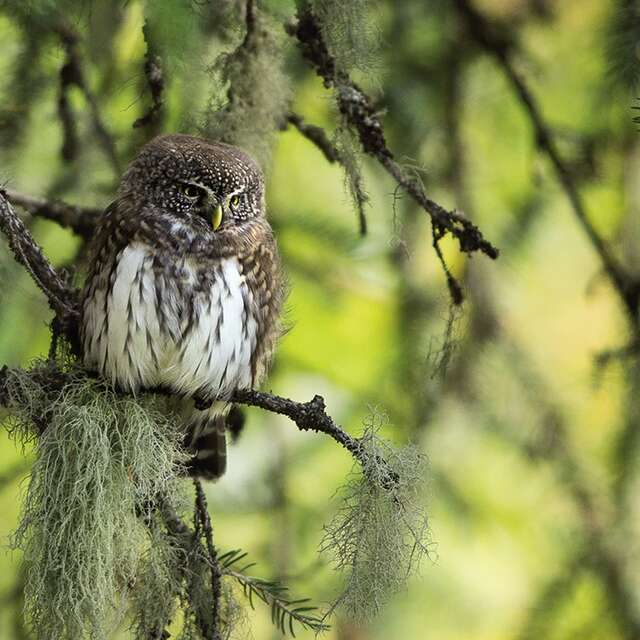 Premières Loges : film sensible sur les chouettes de montagnes, les pics et autres habitants des vieilles forêts
