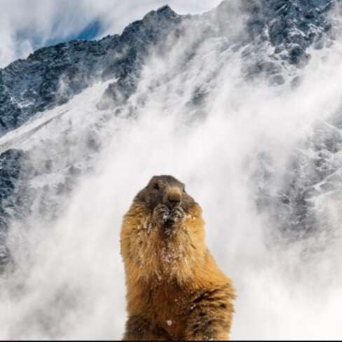 Survivre en hiver, le secret des animaux de montagne