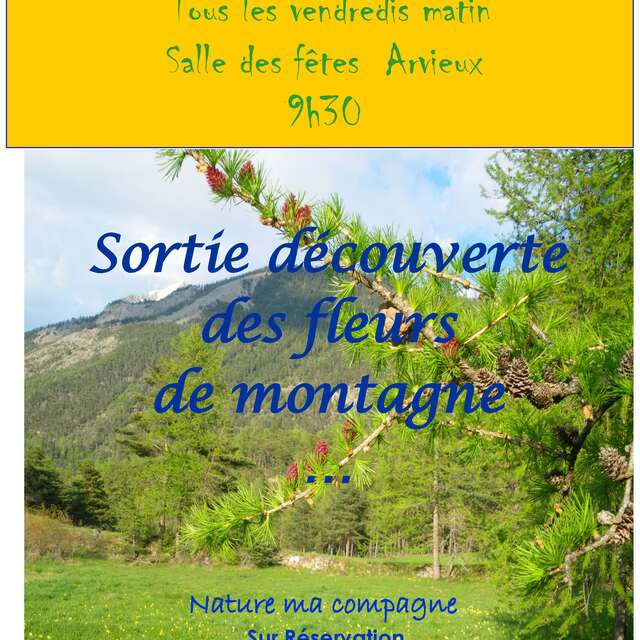Sortie découverte des fleurs de montagne