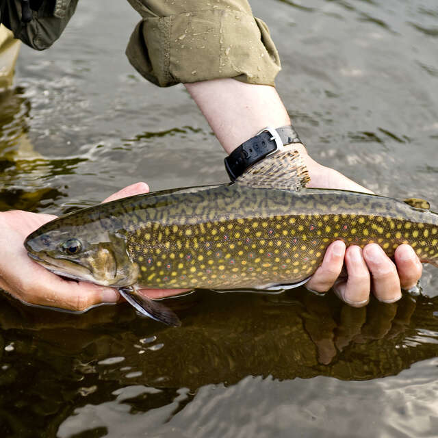 Pêche en rivière