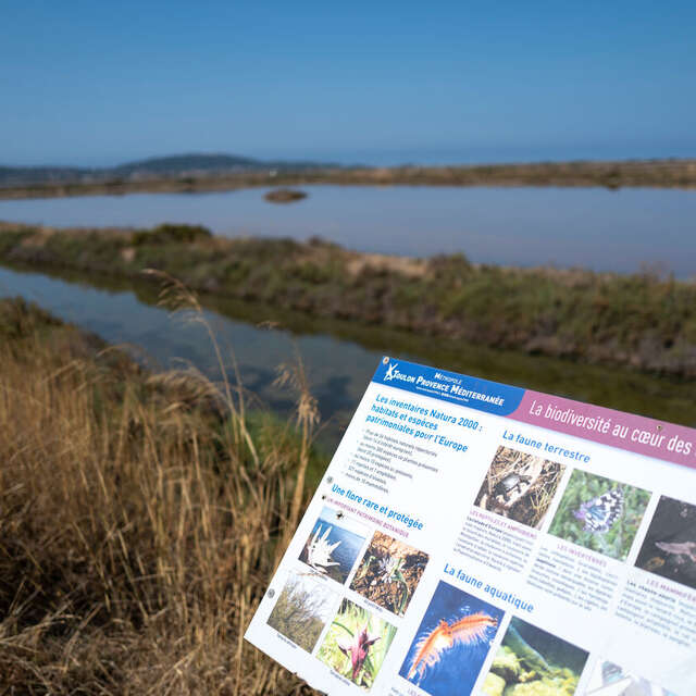 Sentier du littoral – Balade du Salin de Pesquiers aux Vieux Salins