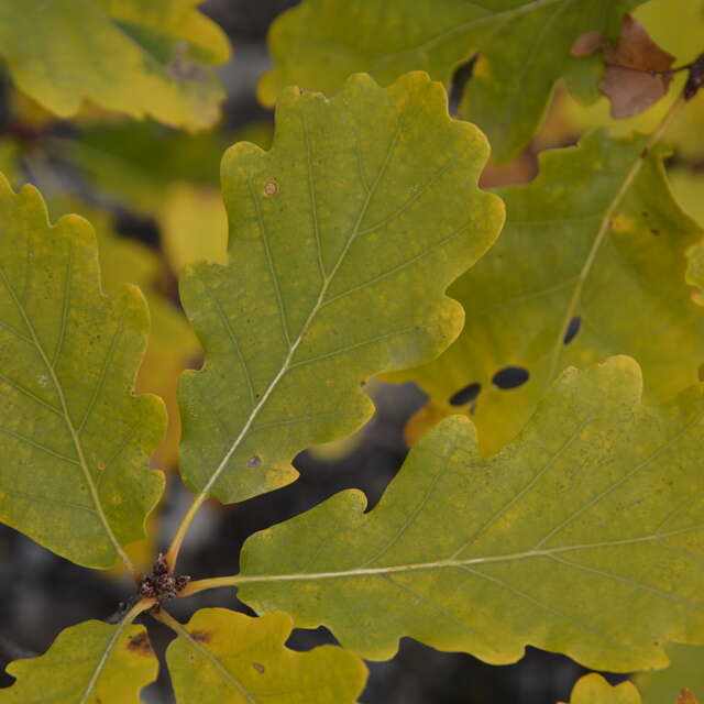 Animation feuilles vagabondes