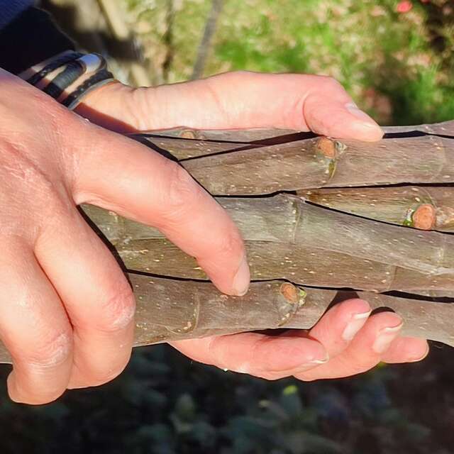 Ateliers botaniques - Initiation à la taille et bouturage de figuier