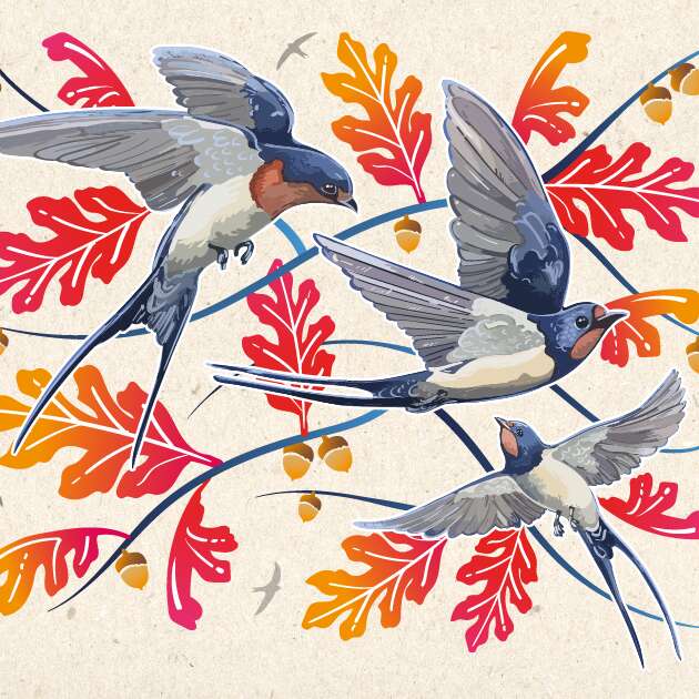 Sortie naturaliste "Martinets & Hirondelles"
