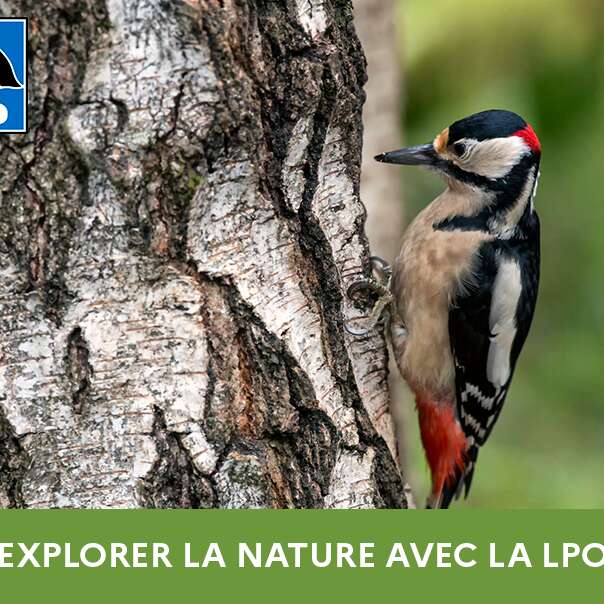 Sorties natures de la LPO : Brame du cerf