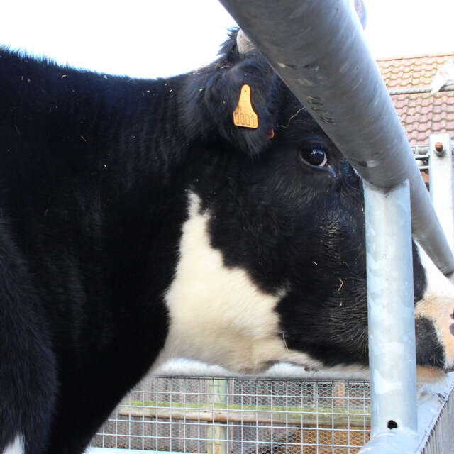 Visite de la ferme ouverte de Gally