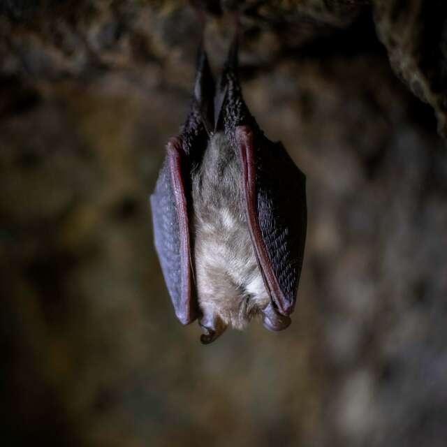À la rencontre des chauves-souris