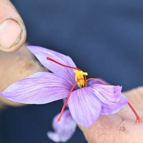 La safranière de la Borie