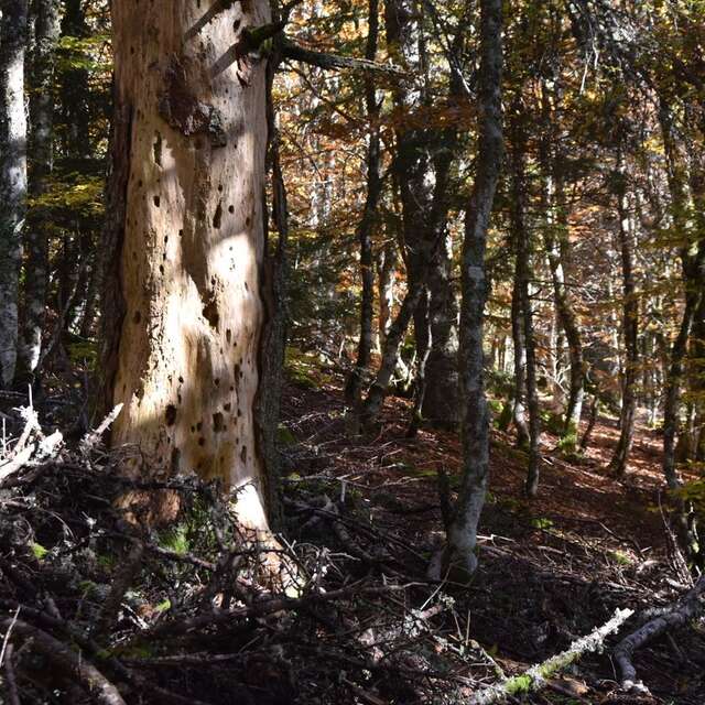 Conférence - Les vieilles forêts, des milieux rares à préserver