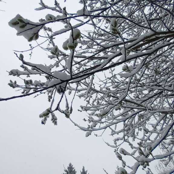 L'arbre et l'hiver