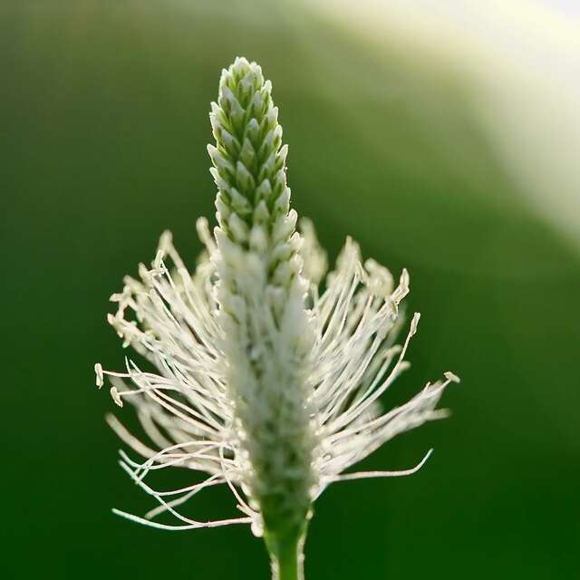 Introduction to medicinal plants with CAIRN