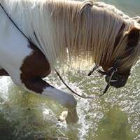 Horse riding (9+ )