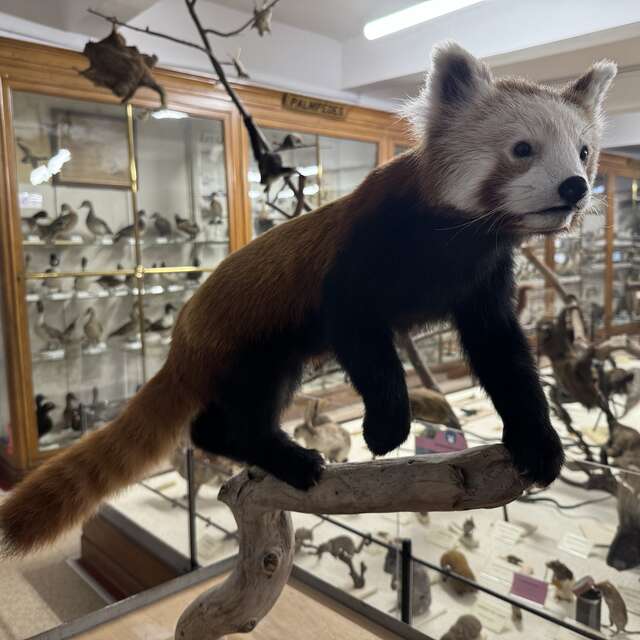 Nuevo ejemplar: El panda rojo en el Museo de Historia Natural Victor Brun
