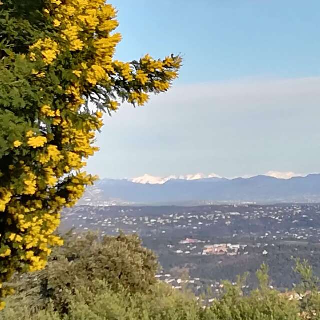 Le mimosa et ses compagnons de Tanneron- balade guidée