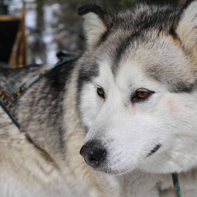 Montagnes d'Ubaye : chiens de traîneau