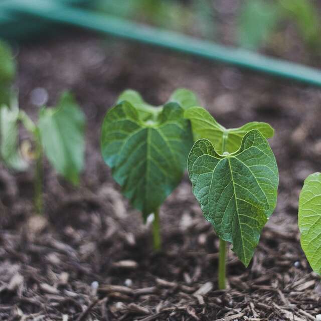 Maraîchage, une culture locale
