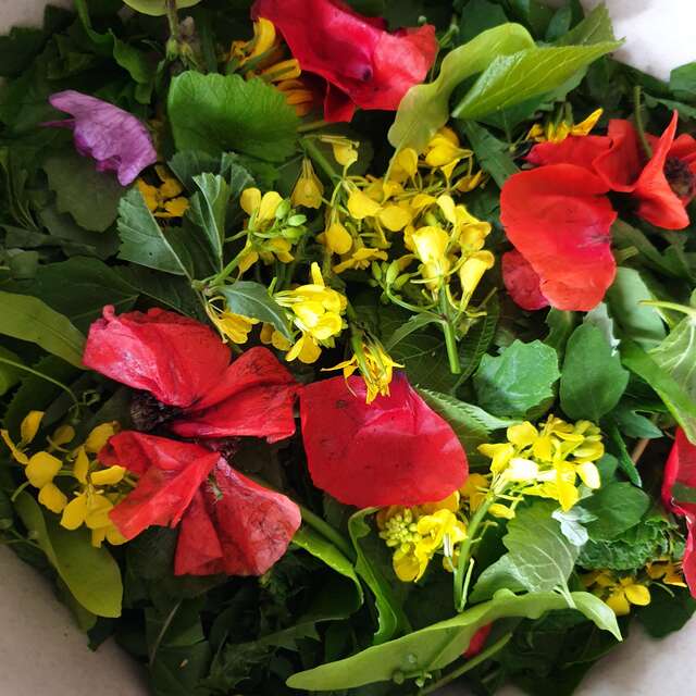 Journée découverte et utilisation des plantes sauvages comestibles et médicinales