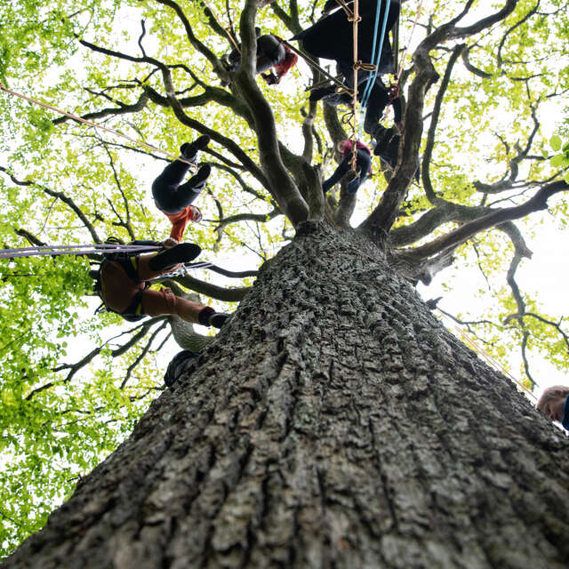 Grimpe dans les arbres
