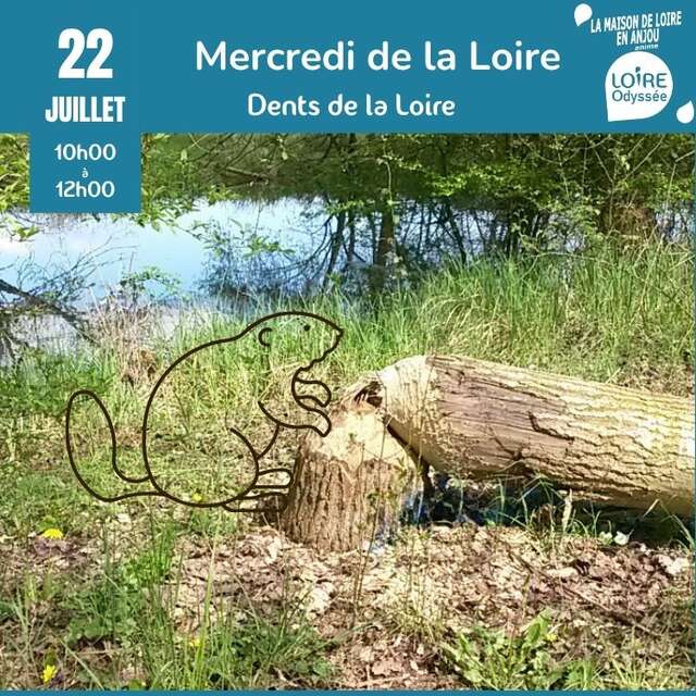 Animation : les Dents de la Loire avec Loire Odyssée