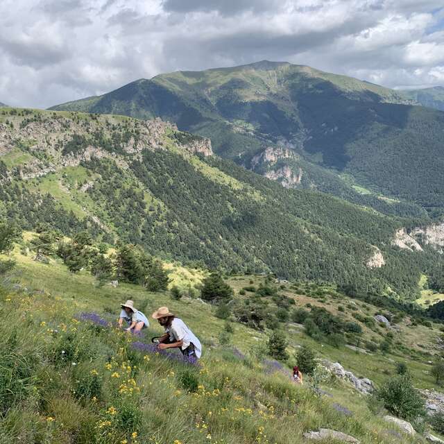 Producer of medicinal plants: "Ferme de Castel Tournou".