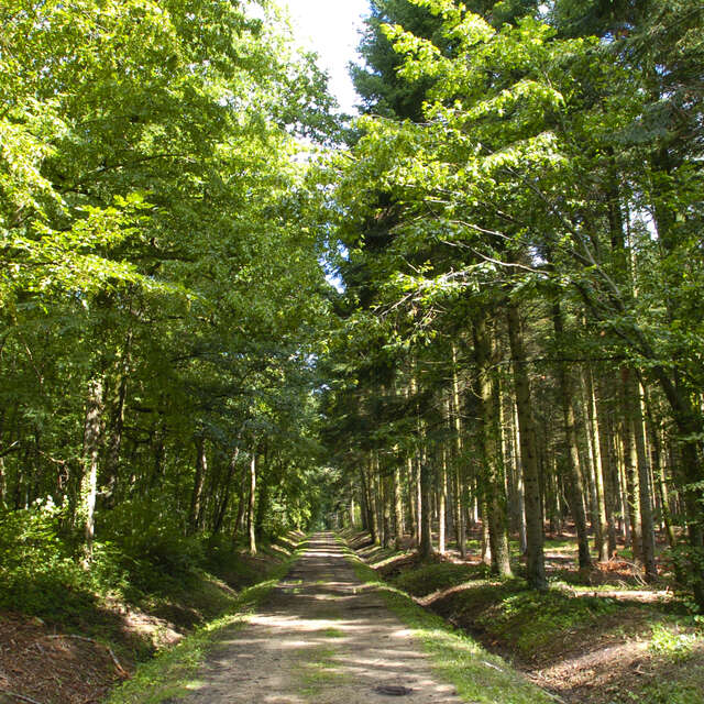 La Forêt de la Comté