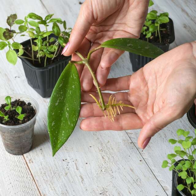 Atelier "Le monde du bouturage"