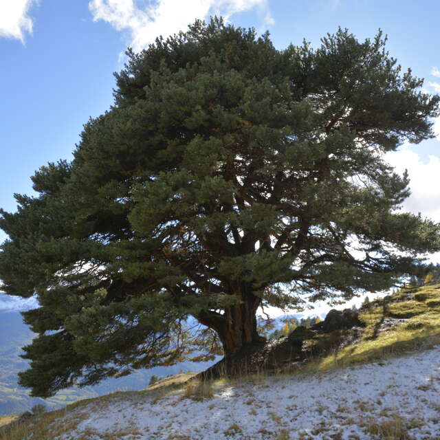 Conférence en plein-air : Communication des plantes et des arbres, une approche sensible et scientifique