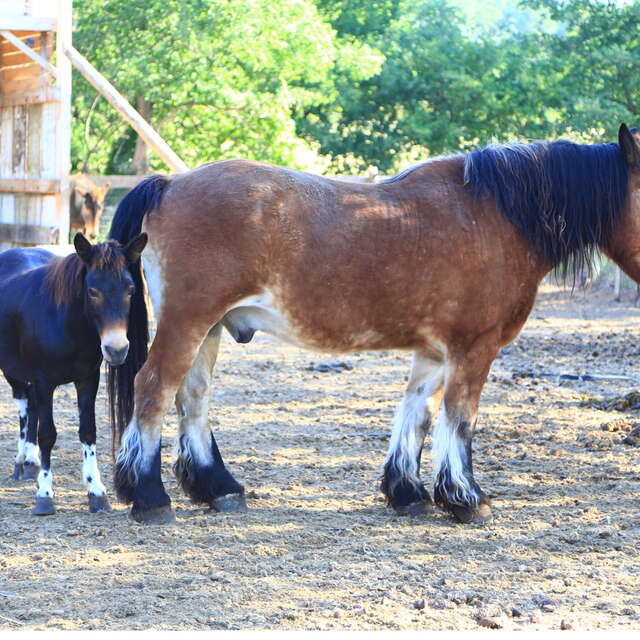 Promenade à cheval - Ferme équestre de Joucas