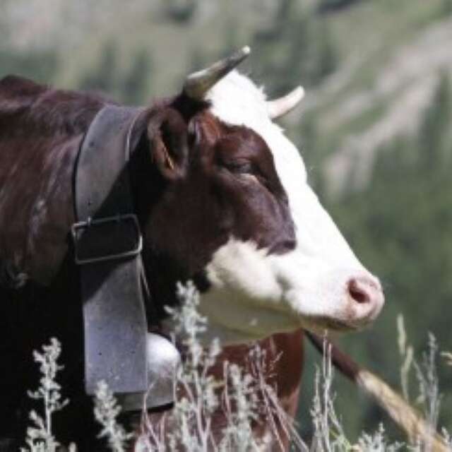 Fromagerie - Vacherie de Chastillon