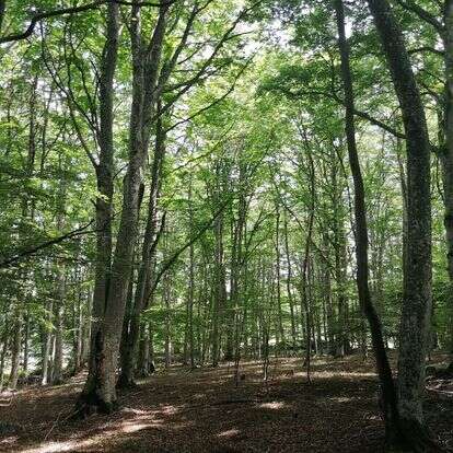 Tous en forêt !