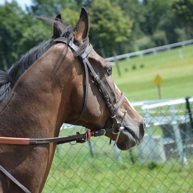 Family day at the Châtelaillon-Plage racecourse