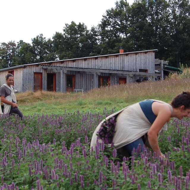 Les Sens en Herbe -Production et distillation de plantes médicinales