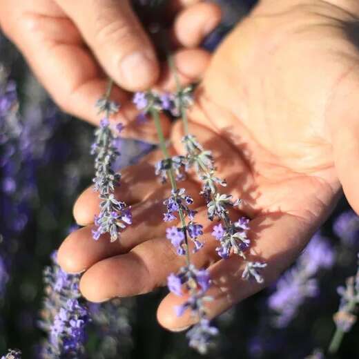 Explorez les bienfaits  des huiles essentielles