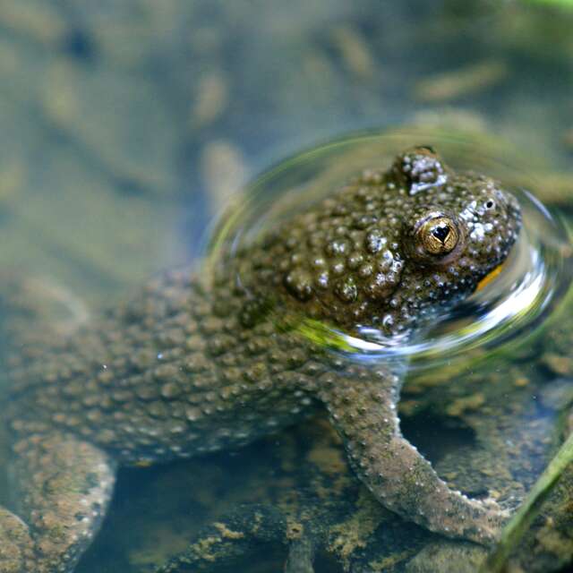 Stage de découverte « Les amphibiens »