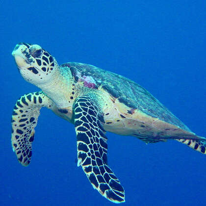 Moorea Deep Blue