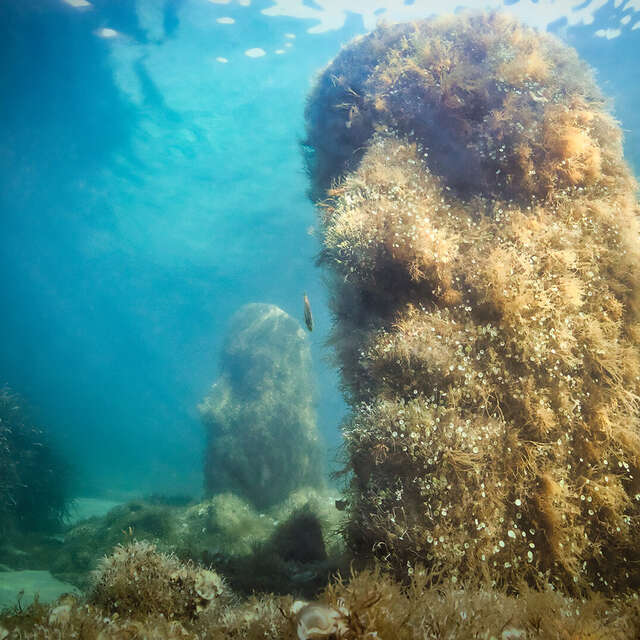Ecomusée sous-marin de Cannes par Jason deCaires Taylor