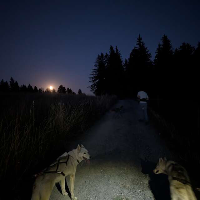 Cani-rando 'découverte' en nocturne - Travel Dog